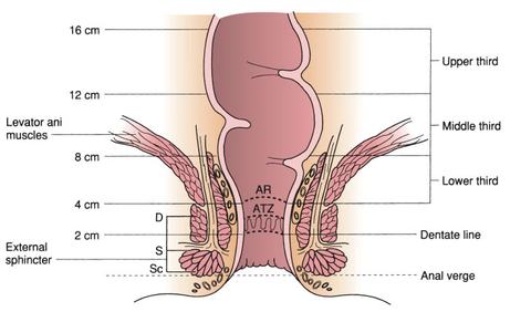 anatomia del retto e del canale anale